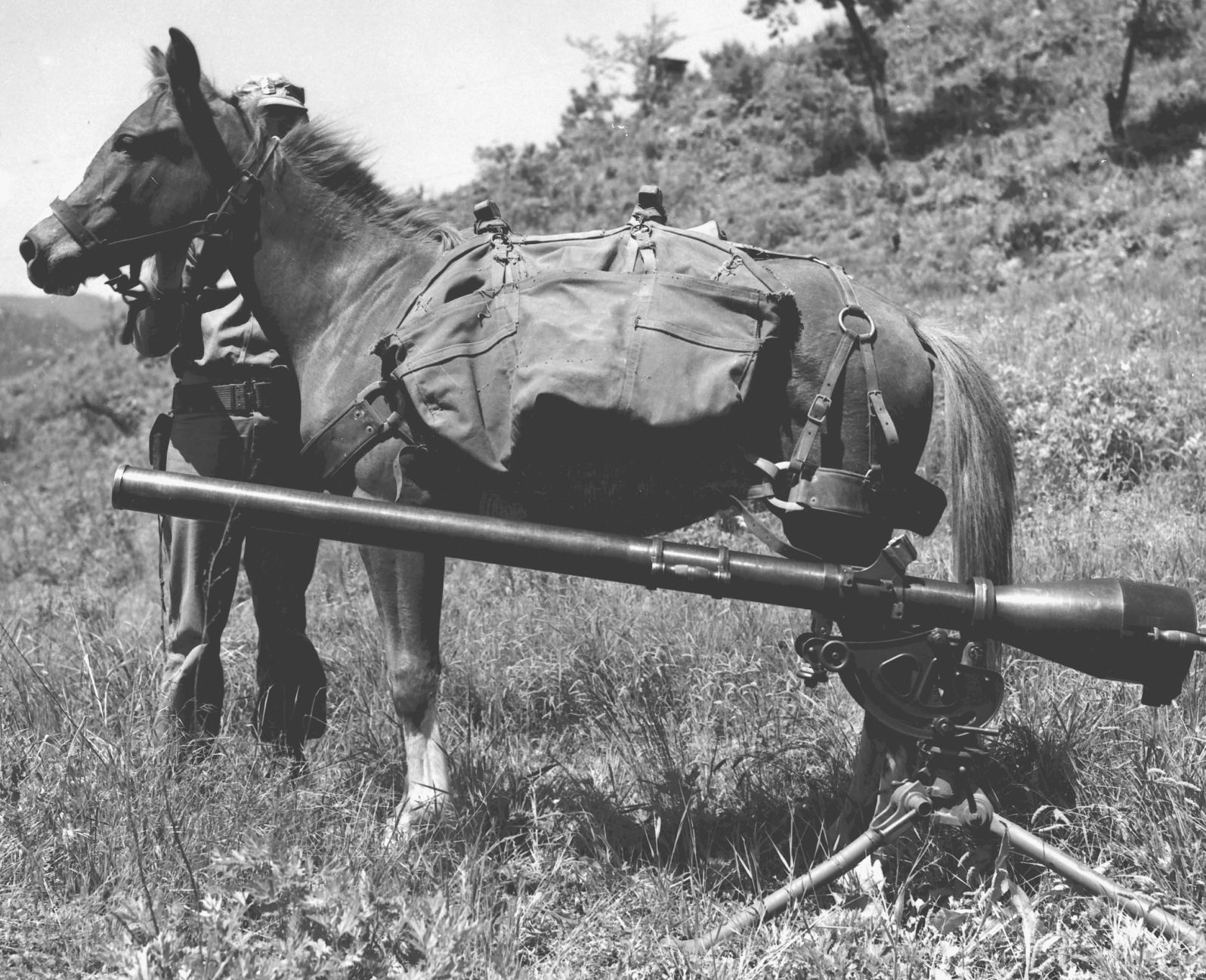 The Forgotten War: A four-legged corporal serves the Marines